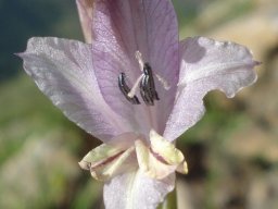 Gladiolus woodii tepal features